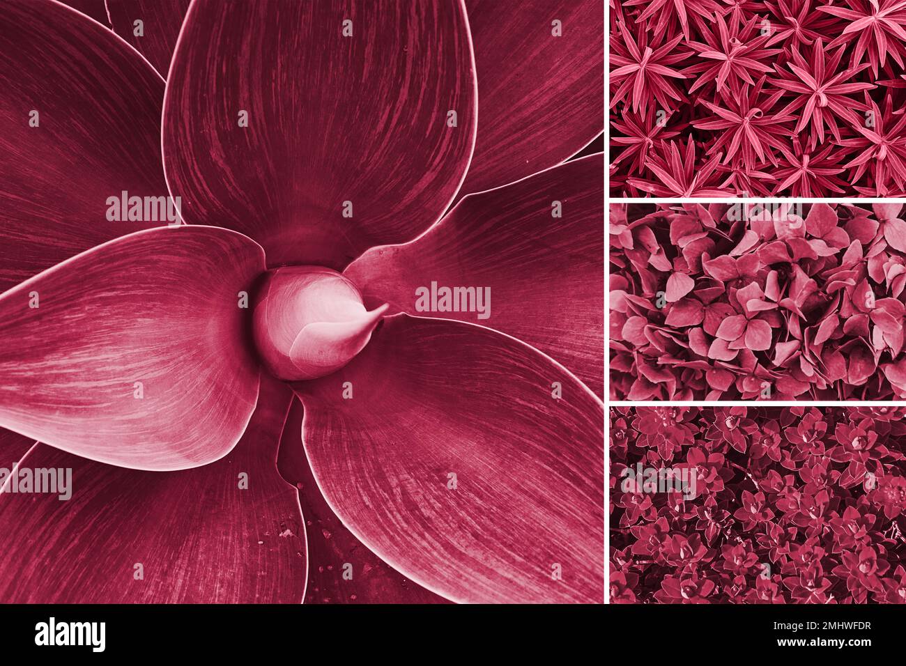 Viva Magenta couleur de l'année 2023. Collage avec nuances de palette échantillons sur fond de thème floral. Plante Agave, texture des feuilles. Banque D'Images