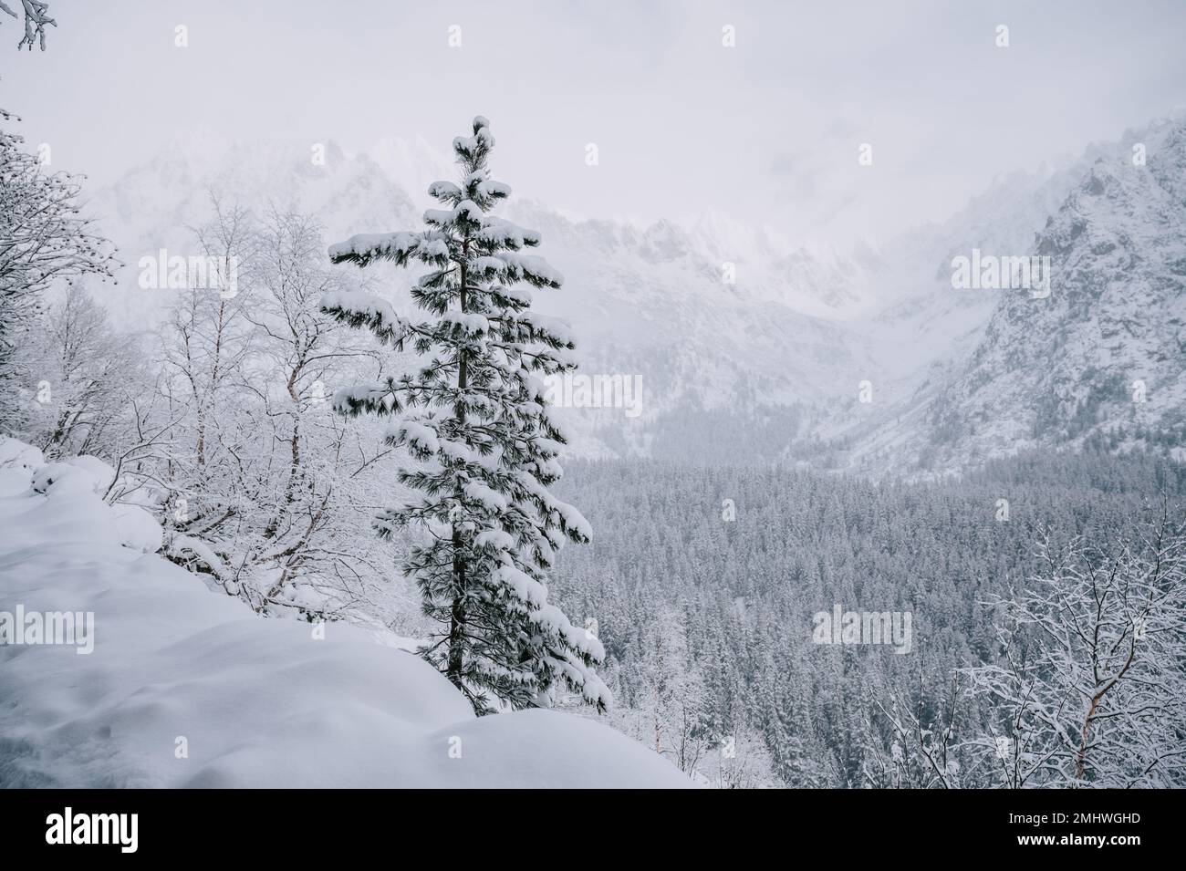 Un rêve d'hiver est devenu réalité. La forêt enneigée est baignée dans une brume blanche douce. Les arbres sont couverts dans une couverture de neige, créant un paisible et Banque D'Images