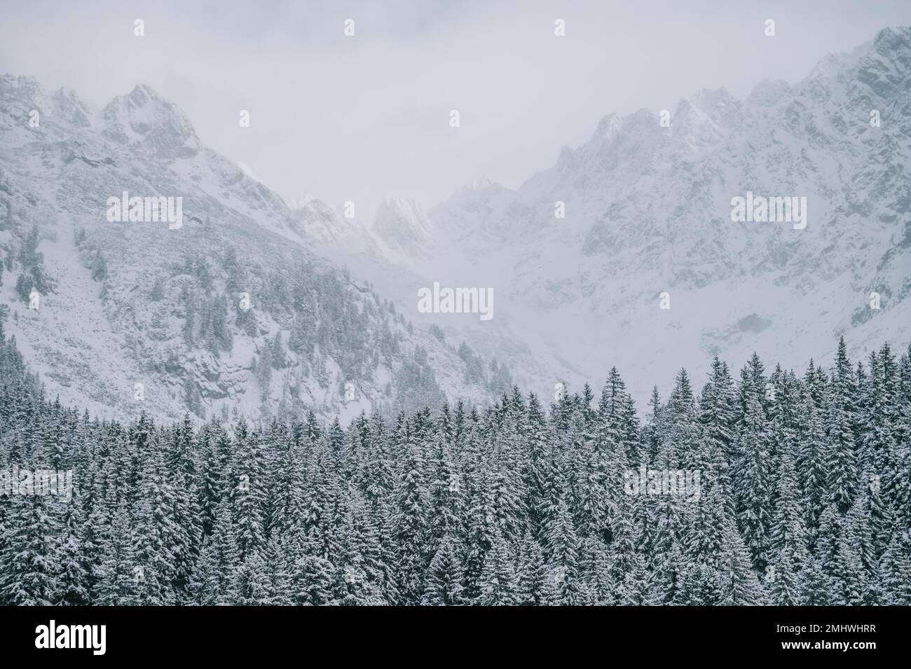 L'hiver est magnifique dans les montagnes, les arbres enneigés se baignent dans la lumière blanche Banque D'Images