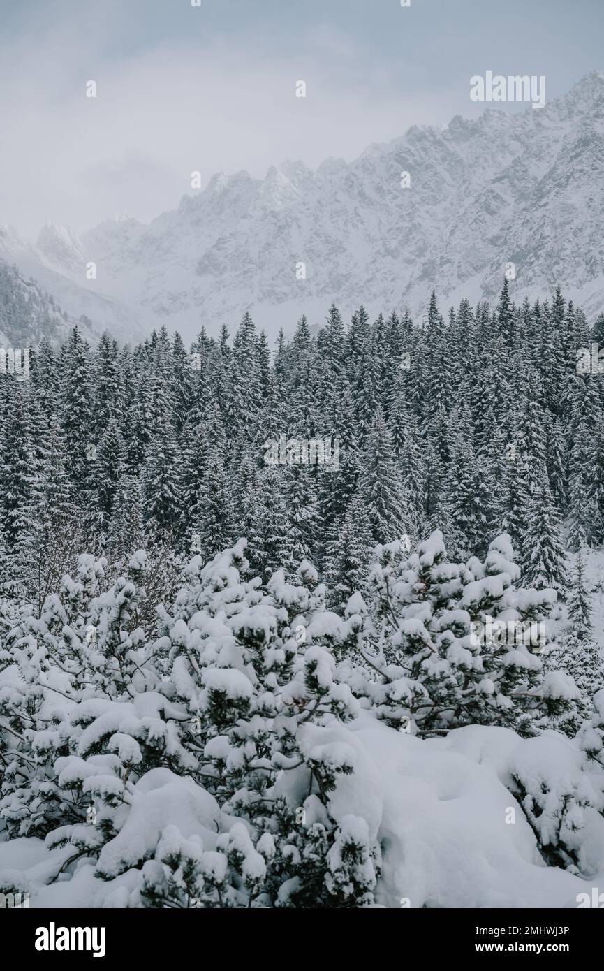 Une scène paisible de la couverture d'hiver de la nature, de grands arbres couverts de neige Banque D'Images