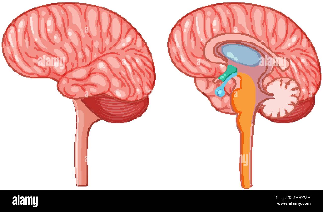 Illustration du vecteur hypothalamus et hypophyse du cerveau Illustration de Vecteur