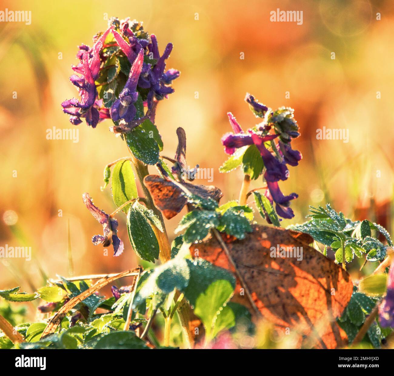 Corydalis fleurit dans la forêt. Mise au point sélective. Gouttes d'eau sur les pétales de fleurs. Arrière-plan ou texture du printemps. Banque D'Images