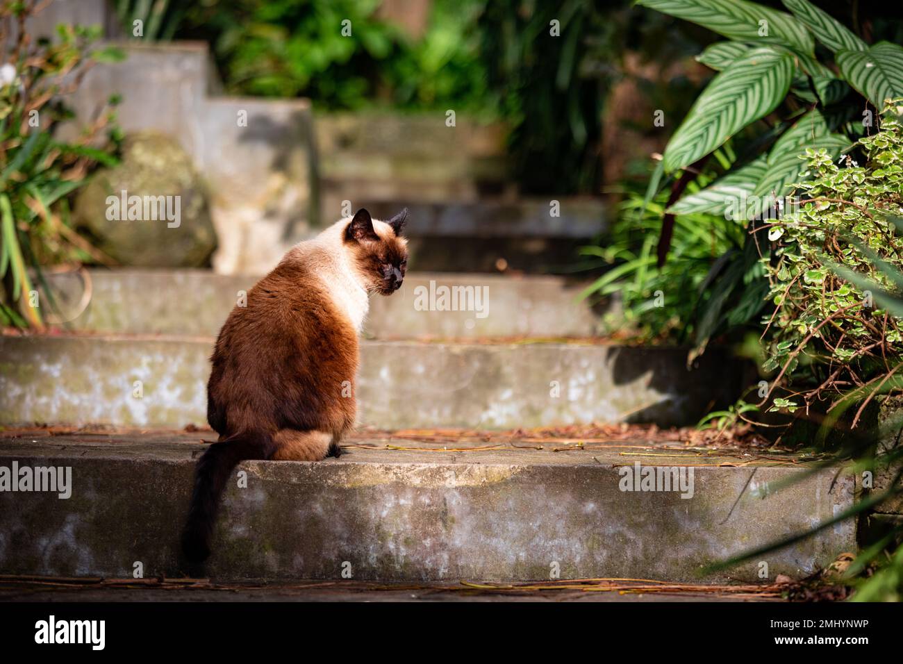 Chat siamois mignon, endormi à l'extérieur avec végétation verte, animaux félins. Banque D'Images