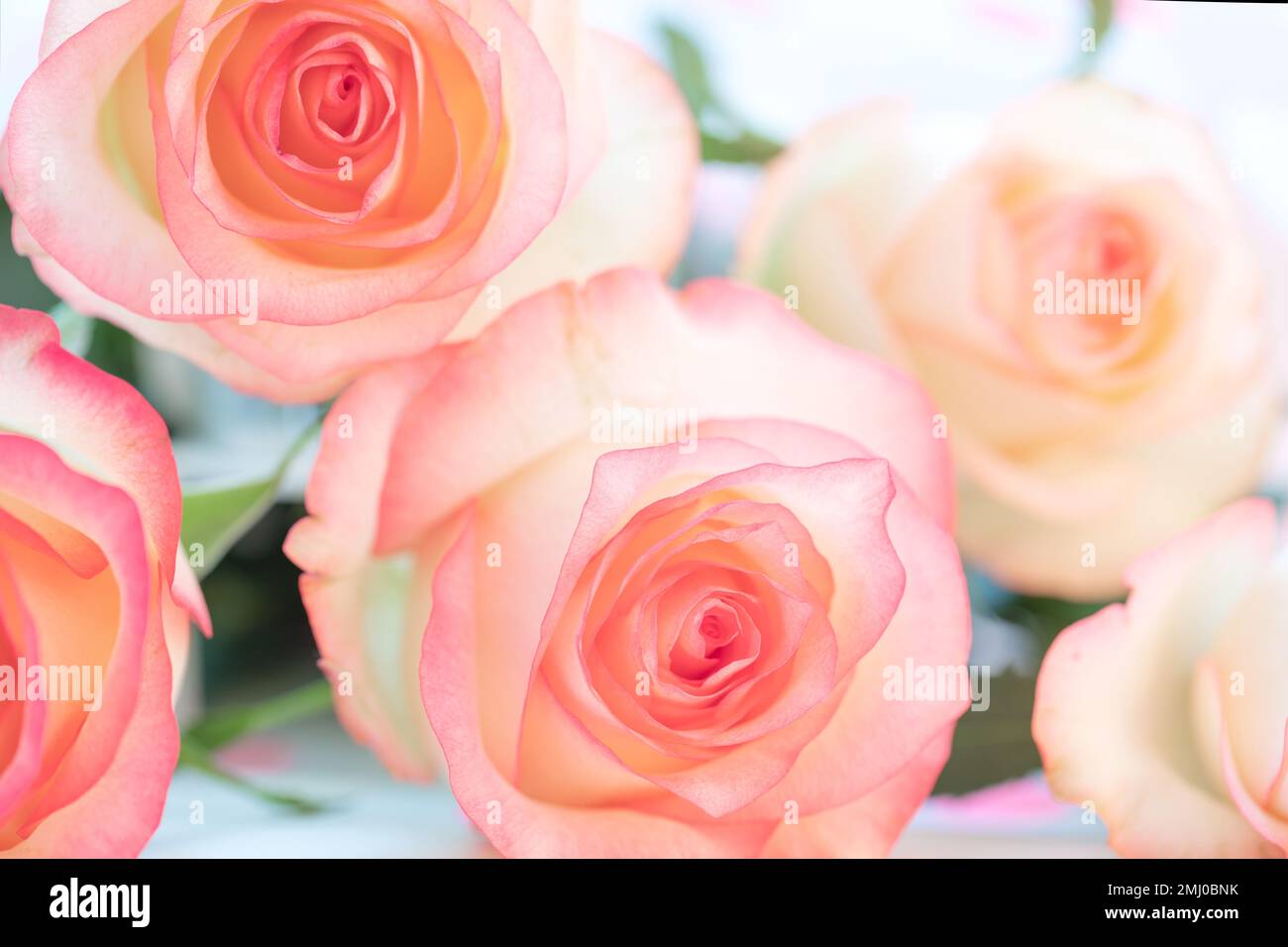 Doux rose pâle bouquet de roses gros plan comme fond ou fonds d'écran. Bonne rue Saint-Valentin, Fête des mères, Fête des femmes, mariage image florale. Festi Banque D'Images