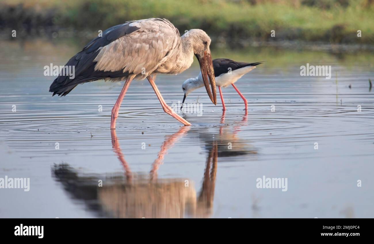 Cigogne asiatique à bec ouvert pataugant dans les eaux peu profondes à la recherche de nourriture dans une réserve forestière du Karnataka, en Inde Banque D'Images
