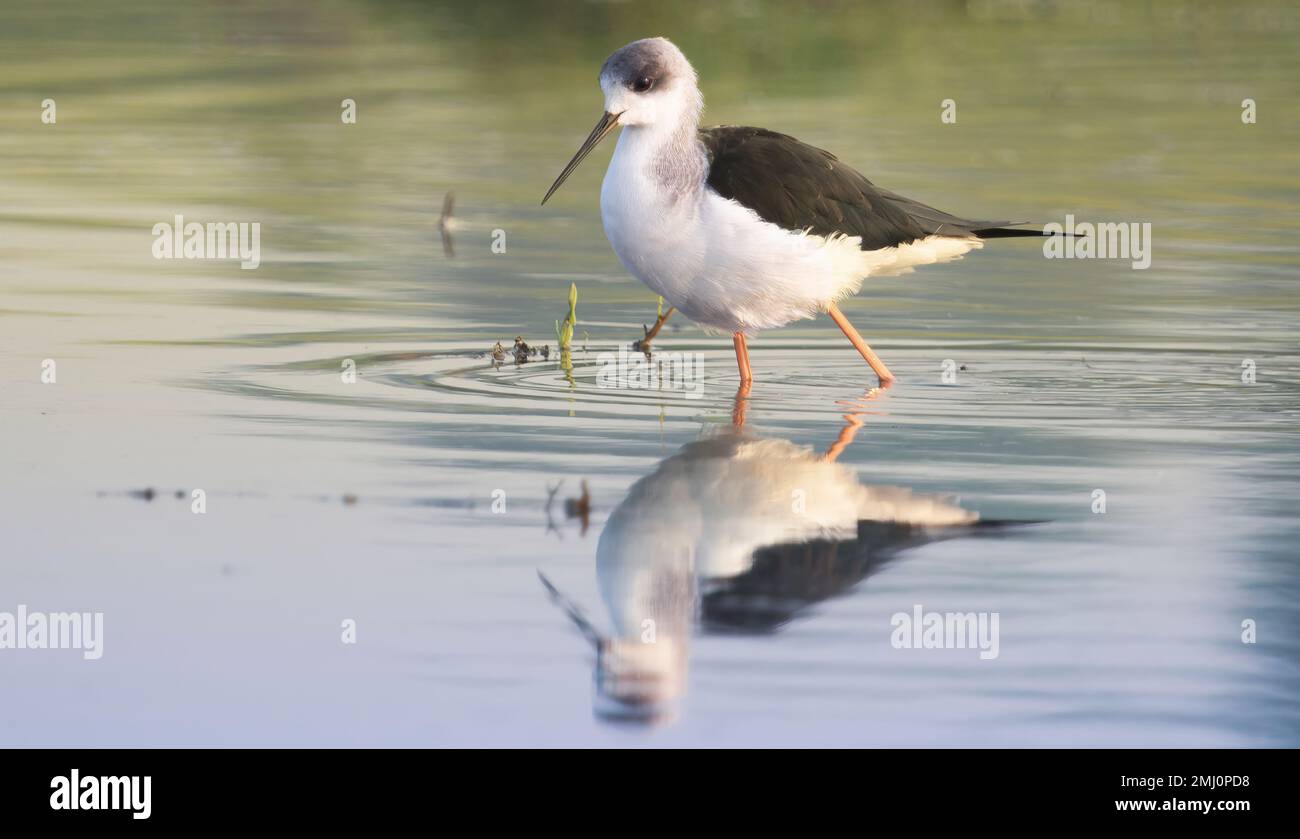 Pilotis à ailes noires pataugant dans l'eau des marais à la recherche de nourriture Banque D'Images