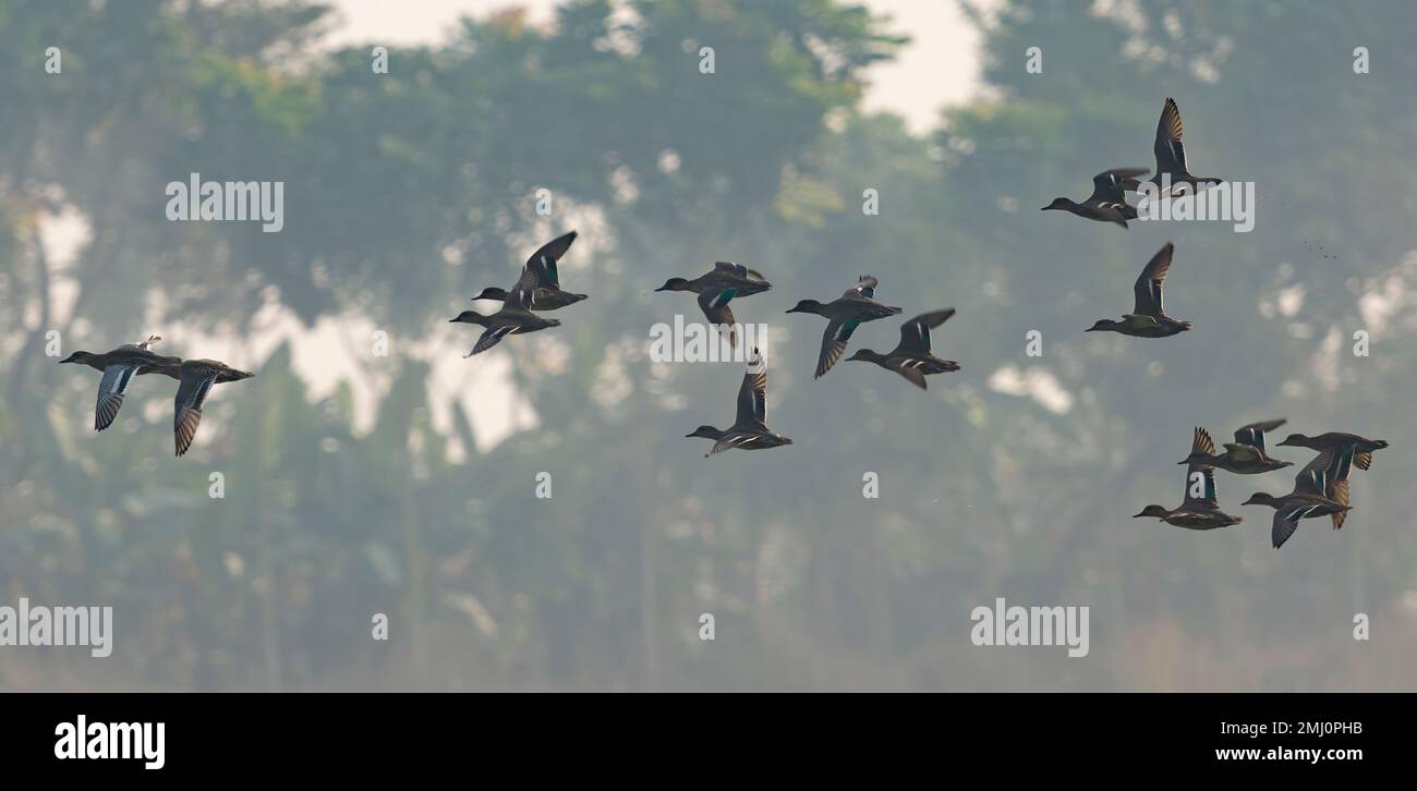 Des canards sifflants, qui sont des oiseaux migrateurs, sont vus en vol dans une réserve faunique en Inde Banque D'Images