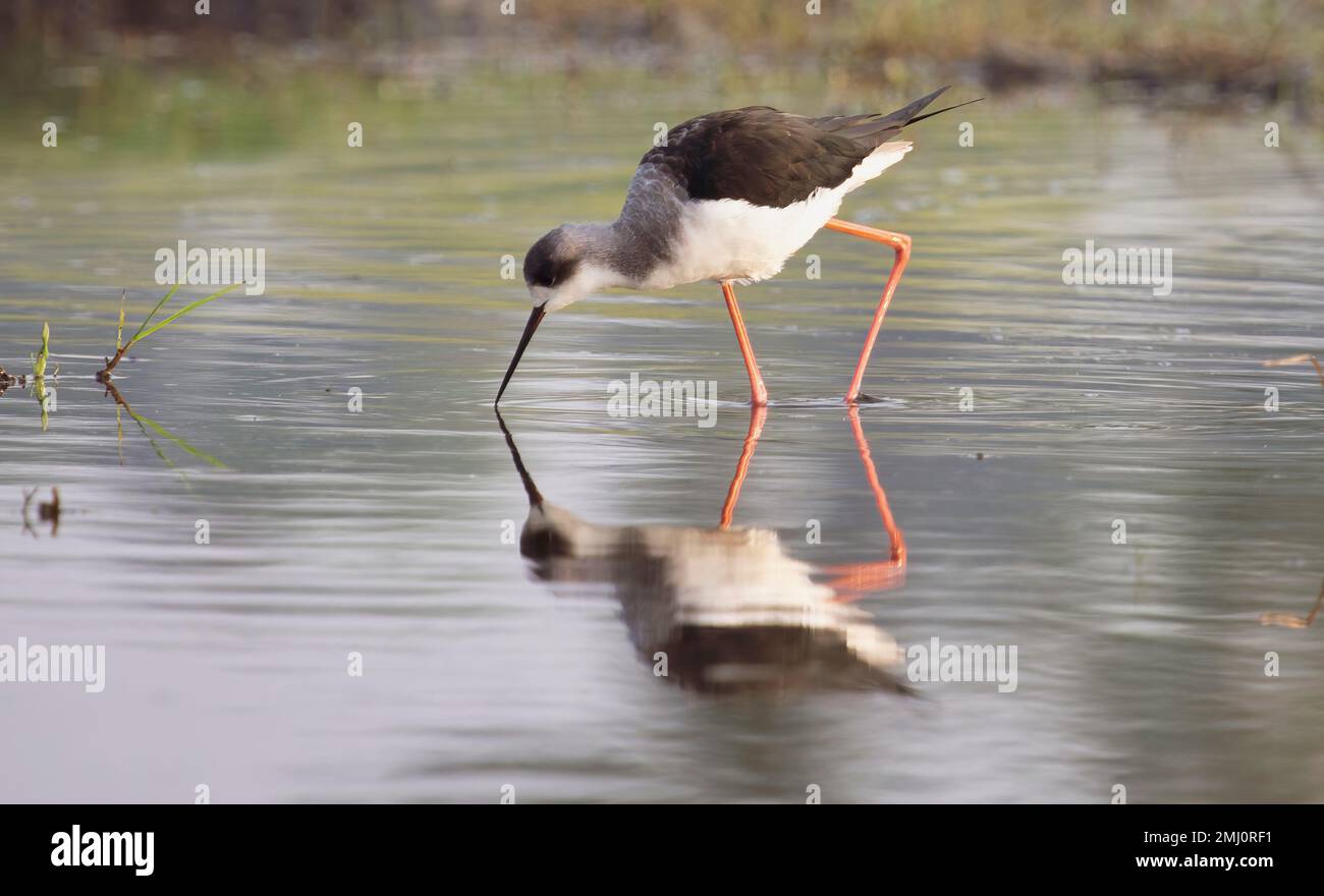 Pilotis à ailes noires pataugant dans l'eau des marais à la recherche de nourriture Banque D'Images