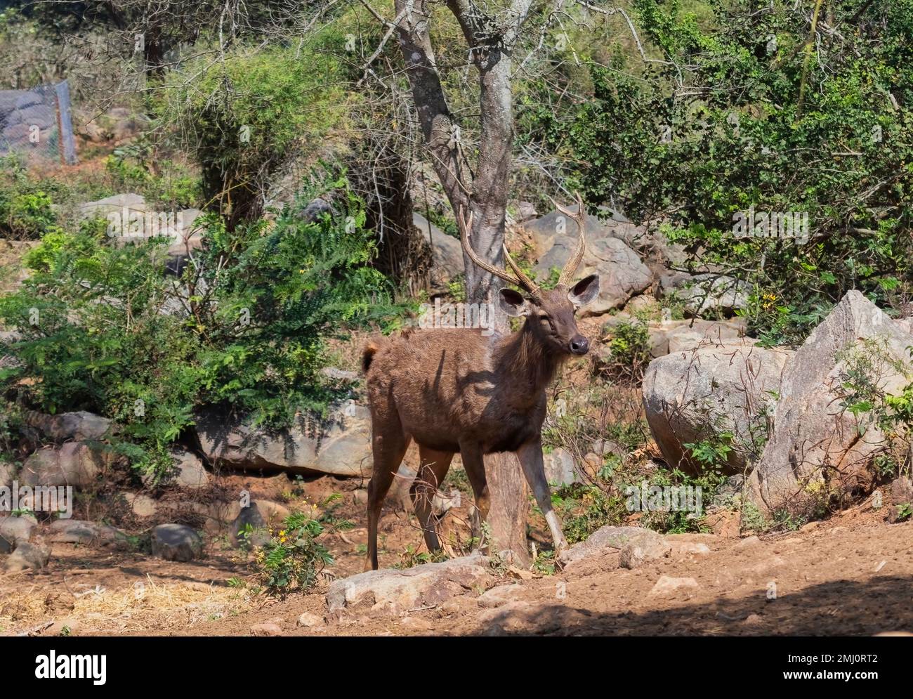 Cerf sambar dans la forêt de Bannerghatta, Karnataka, Inde Banque D'Images