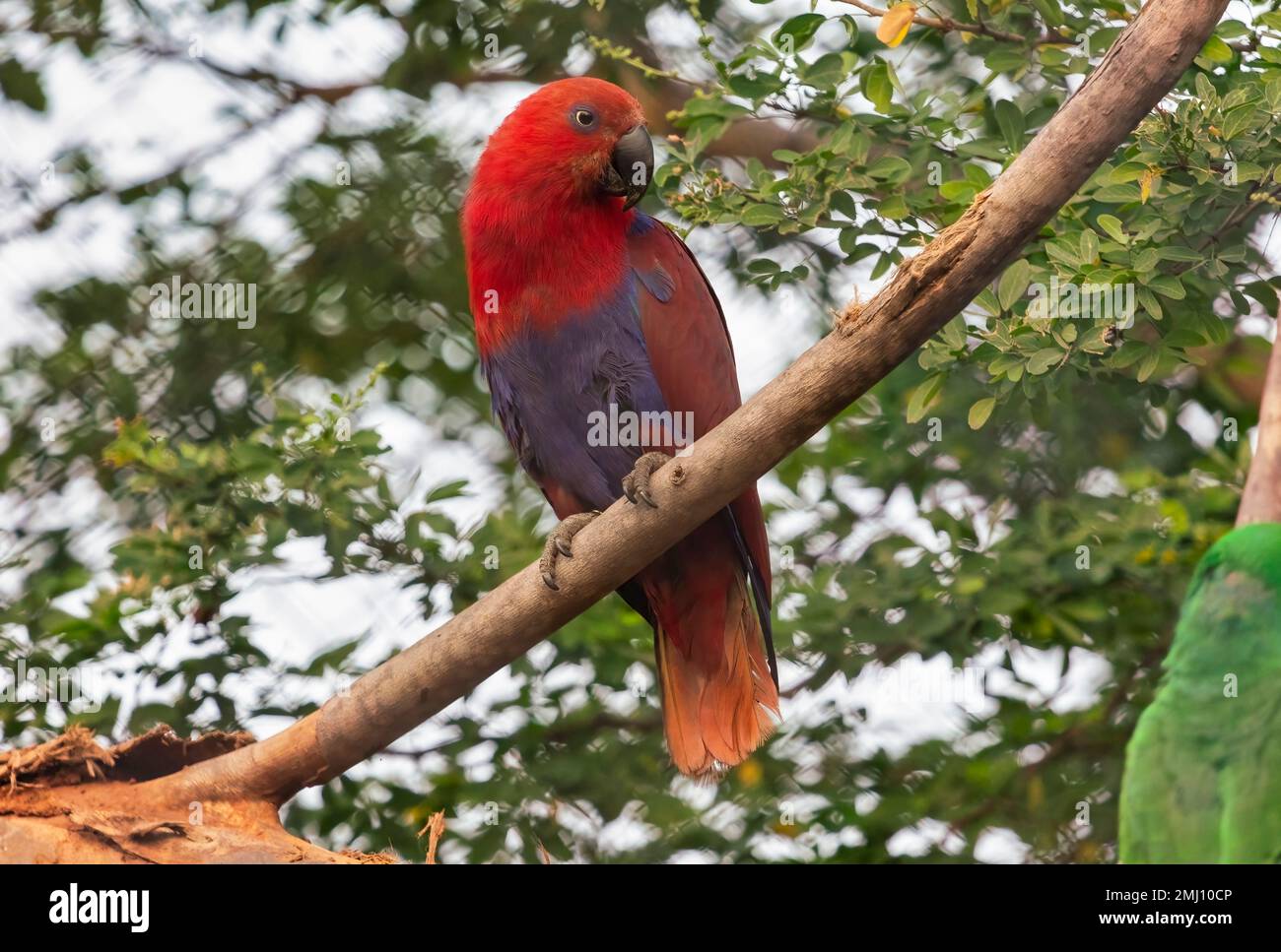Perroquet Eclectus rouge perché sur une branche d'arbre dans la réserve faunique indienne. Banque D'Images