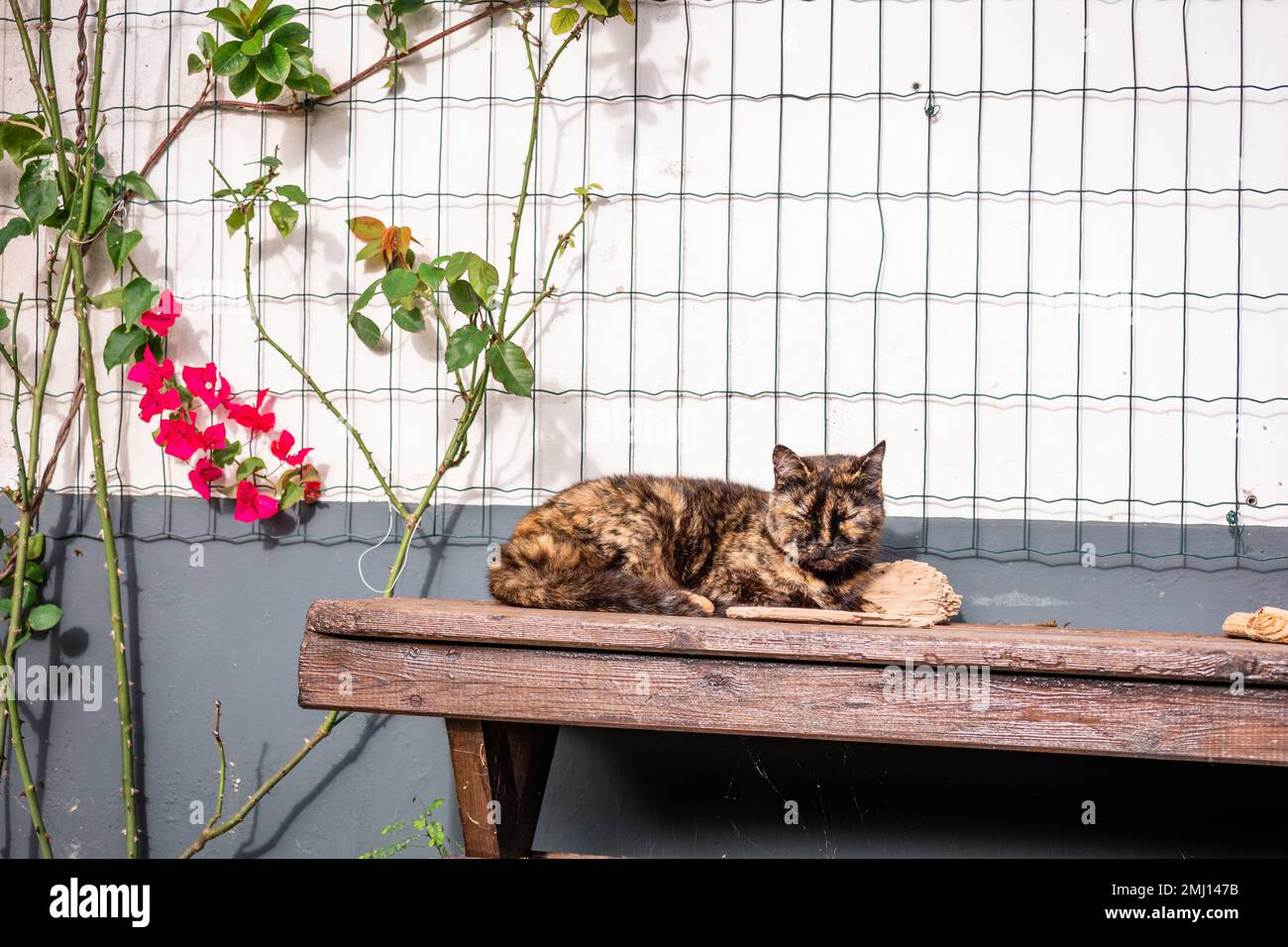 Chat mignon endormi, à la ferme, à l'extérieur au soleil. Banque D'Images