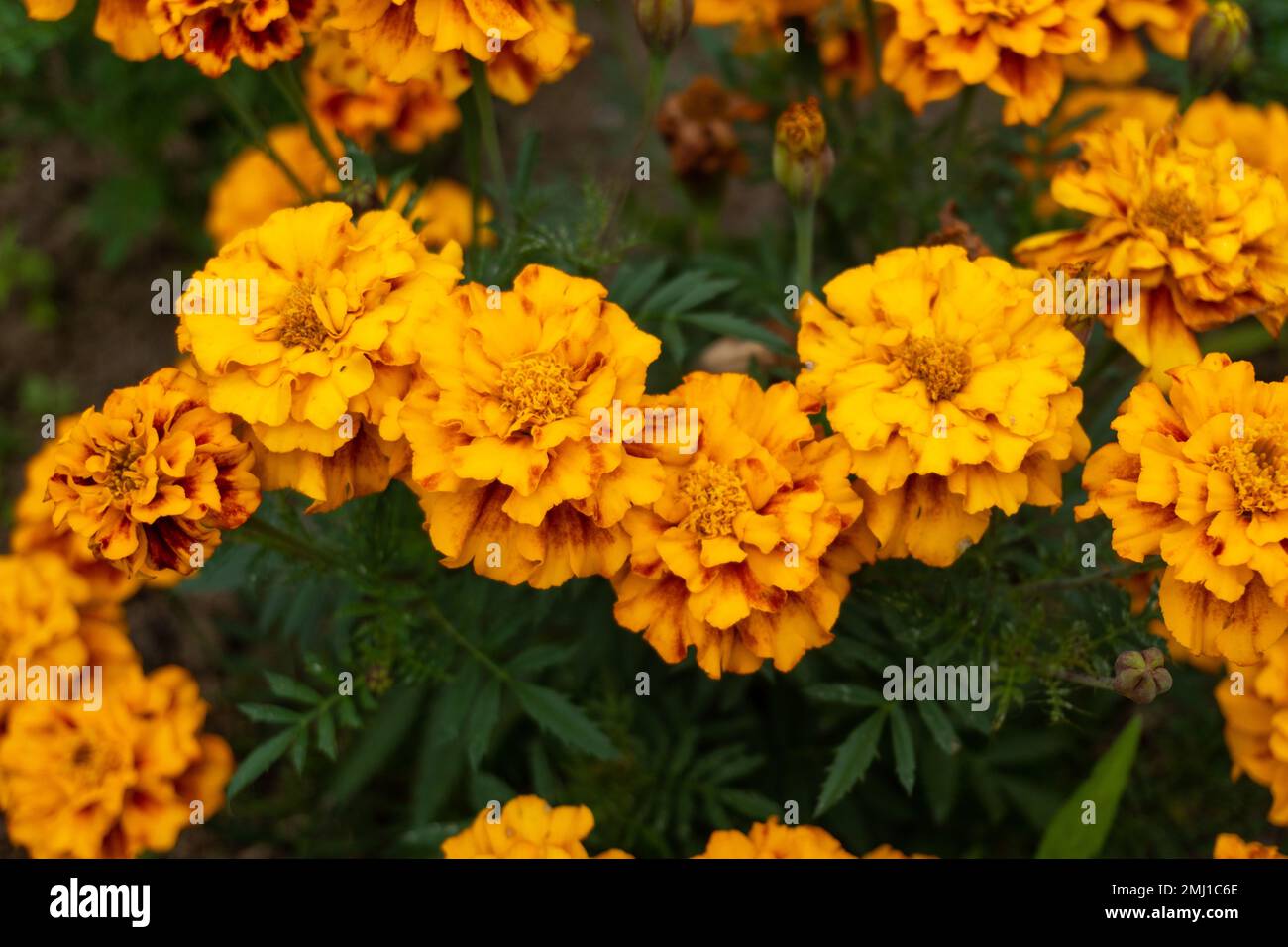 fleur jaune orange au milieu du paysage de la nature Banque D'Images