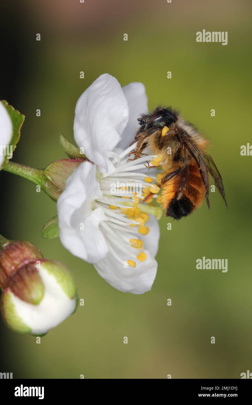 Red Mason Bee, Osmia rufa, Megachilidae, Apoidea, Apocrita, Hyménoptères. Se nourrissant, pollinisant la fleur de cerisier dans le verger au printemps. Banque D'Images