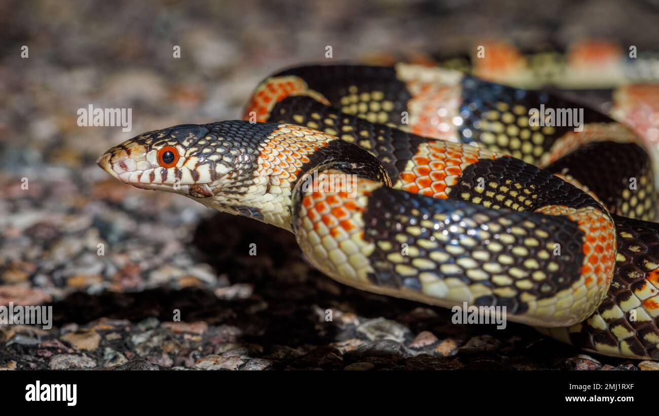 Serpent à long nez, Pima co., Arizona, États-Unis. Banque D'Images