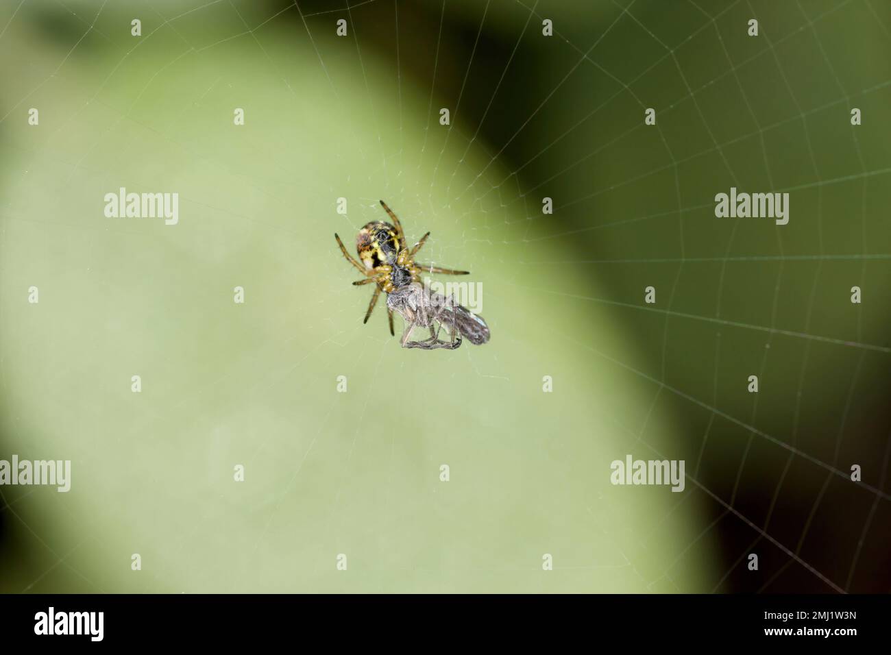 Insecte, proie attrapée par l'araignée dans la toile dans le jardin. Banque D'Images
