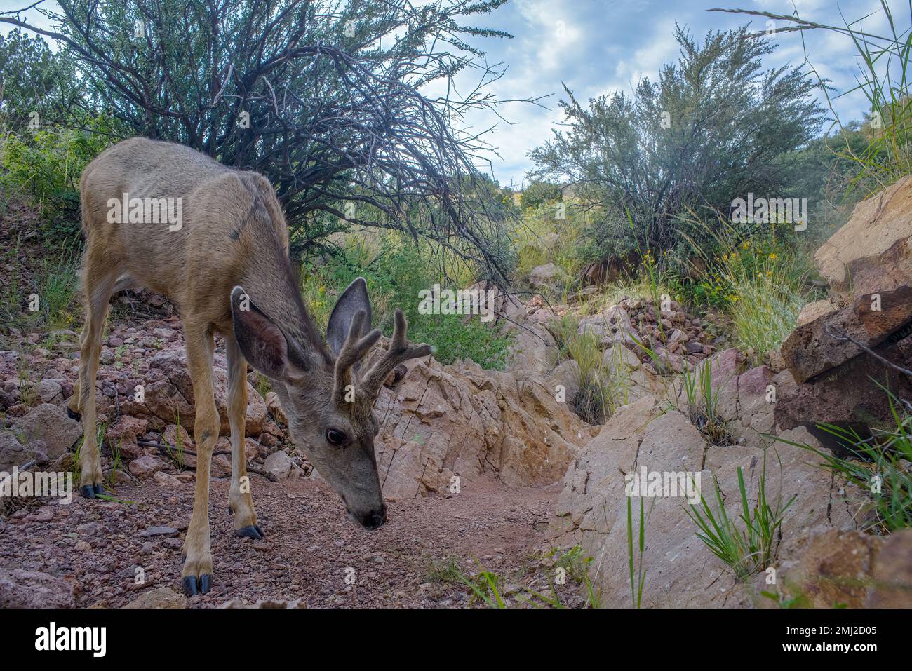 Rocky Mountain Mule Deer Buck. Chupadera Mountains, Nouveau-Mexique, États-Unis. Banque D'Images