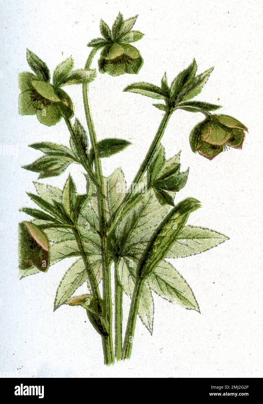 Helleborus viridis, (Health book, 1920), Grüne Nieswurz Banque D'Images