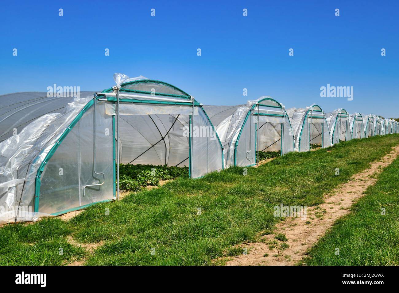 Serres à dôme de tunnel avec plantes de fraise Banque D'Images Serres à dôme de tunnel avec plantes de fraise Banque D'Images