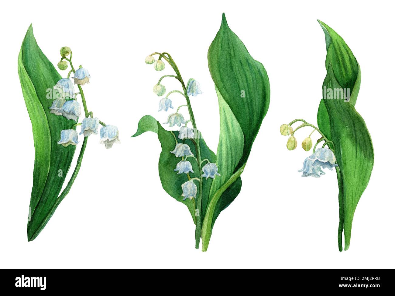 Nénuphars de la vallée, fleurs blanches et feuilles vertes isolées. Botanique Illustration de la première fleur de printemps dans le style naturel. Banque D'Images