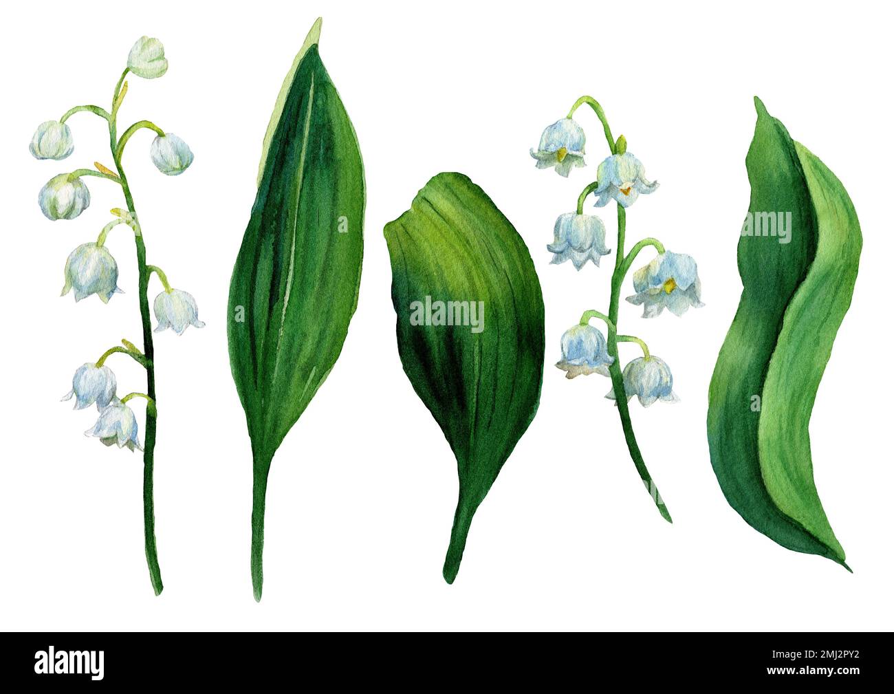Nénuphars de la vallée, fleurs blanches et feuilles vertes isolées. Botanique Illustration de la première fleur de printemps dans le style naturel. Banque D'Images
