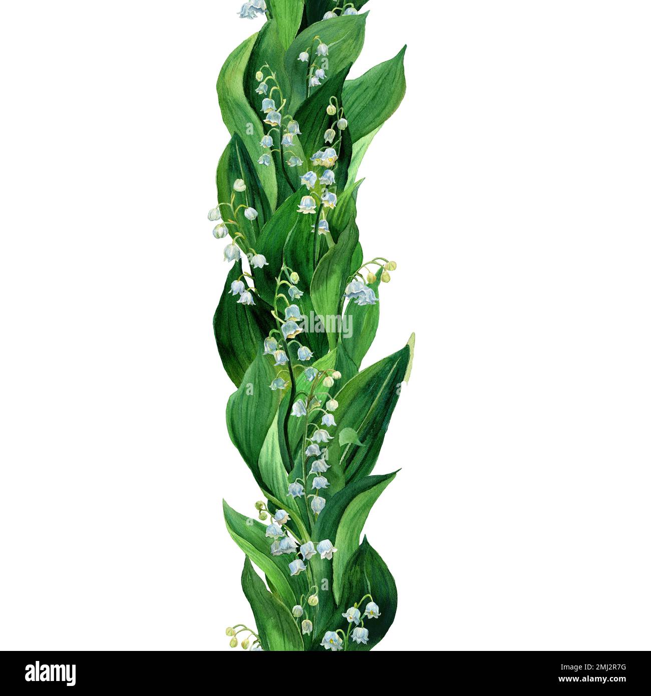 Aquarelle bordure verticale sans couture du nénuphars de la vallée, fleurs blanches et feuilles isolées. Botanique Illustration de la première fleur de printemps dans la nature Banque D'Images