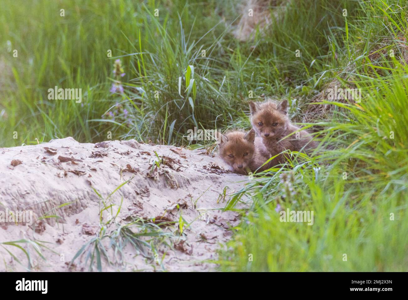 Chiots attendant leur mère devant leur trou Banque D'Images