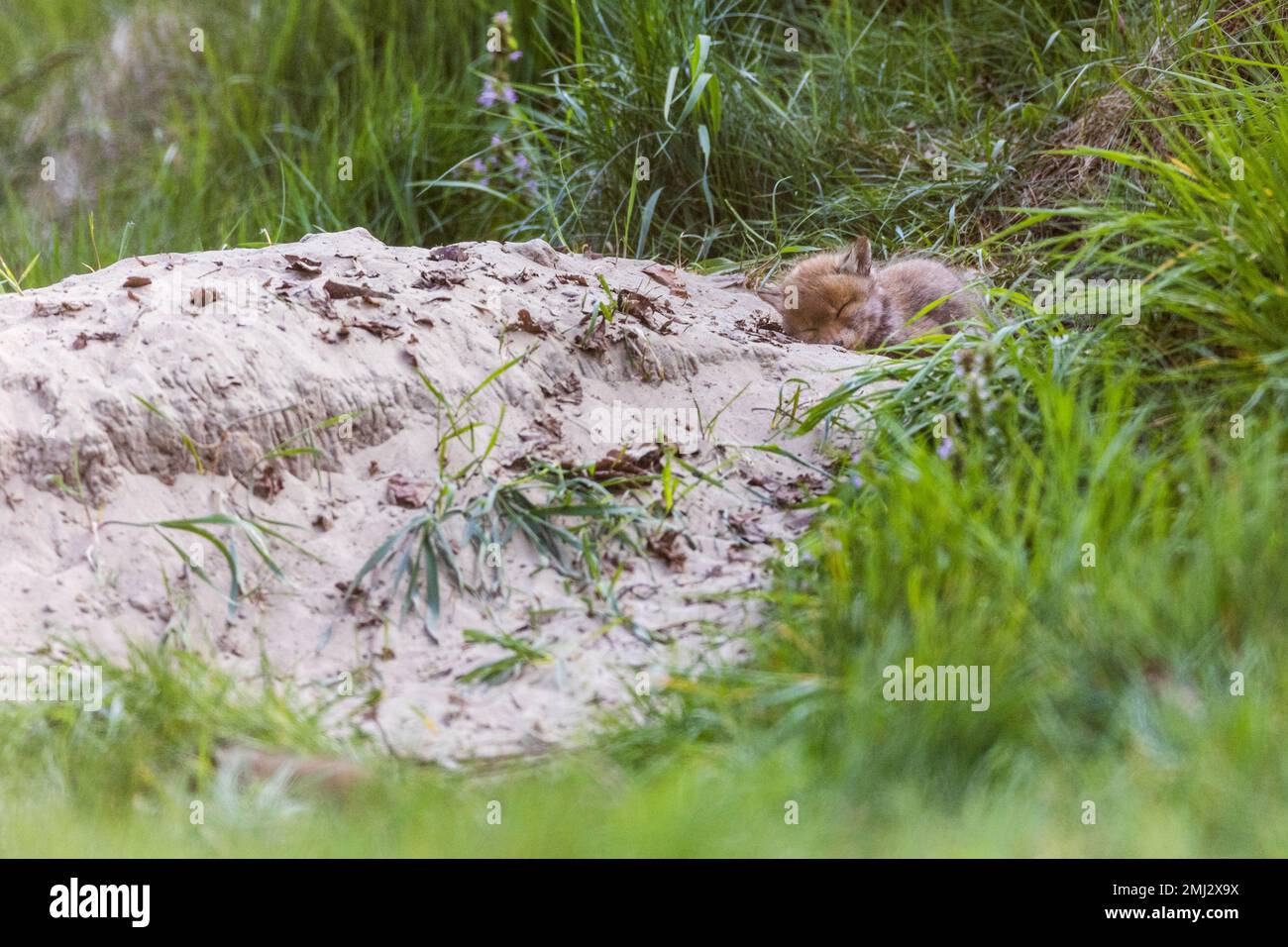 Chiots attendant leur mère devant leur trou Banque D'Images
