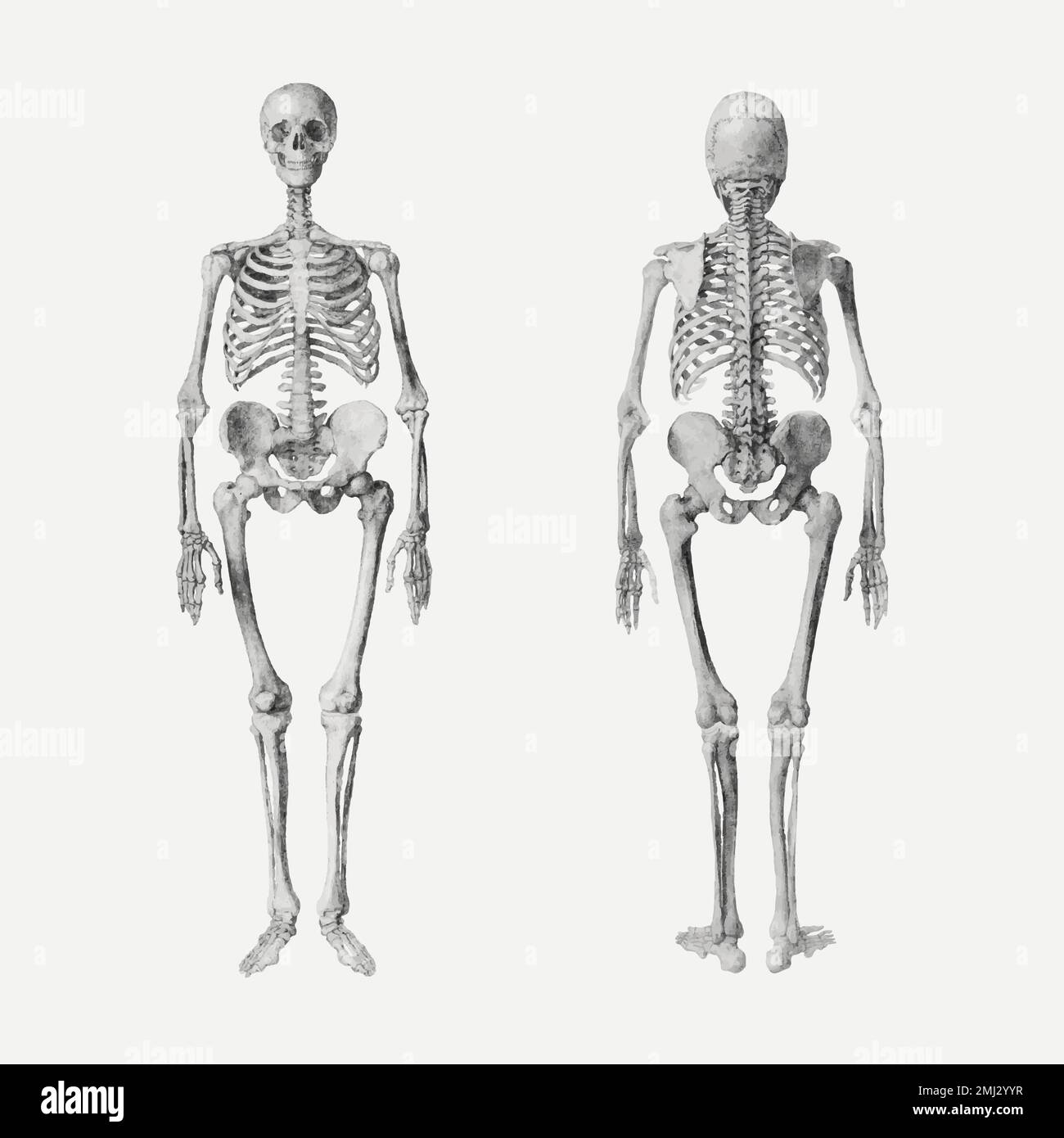Dessin vectoriel de squelettes humains, remixé à partir d'œuvres de George Stubbs Illustration de Vecteur