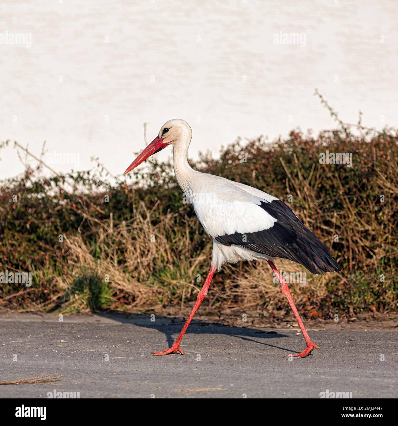 White Stork (Ciconia ciconia) marche, recherche de matériel de nidification, Stork Village Elbrinxen, Luegde, parc naturel Teutoburger Wald Eggebirge Banque D'Images