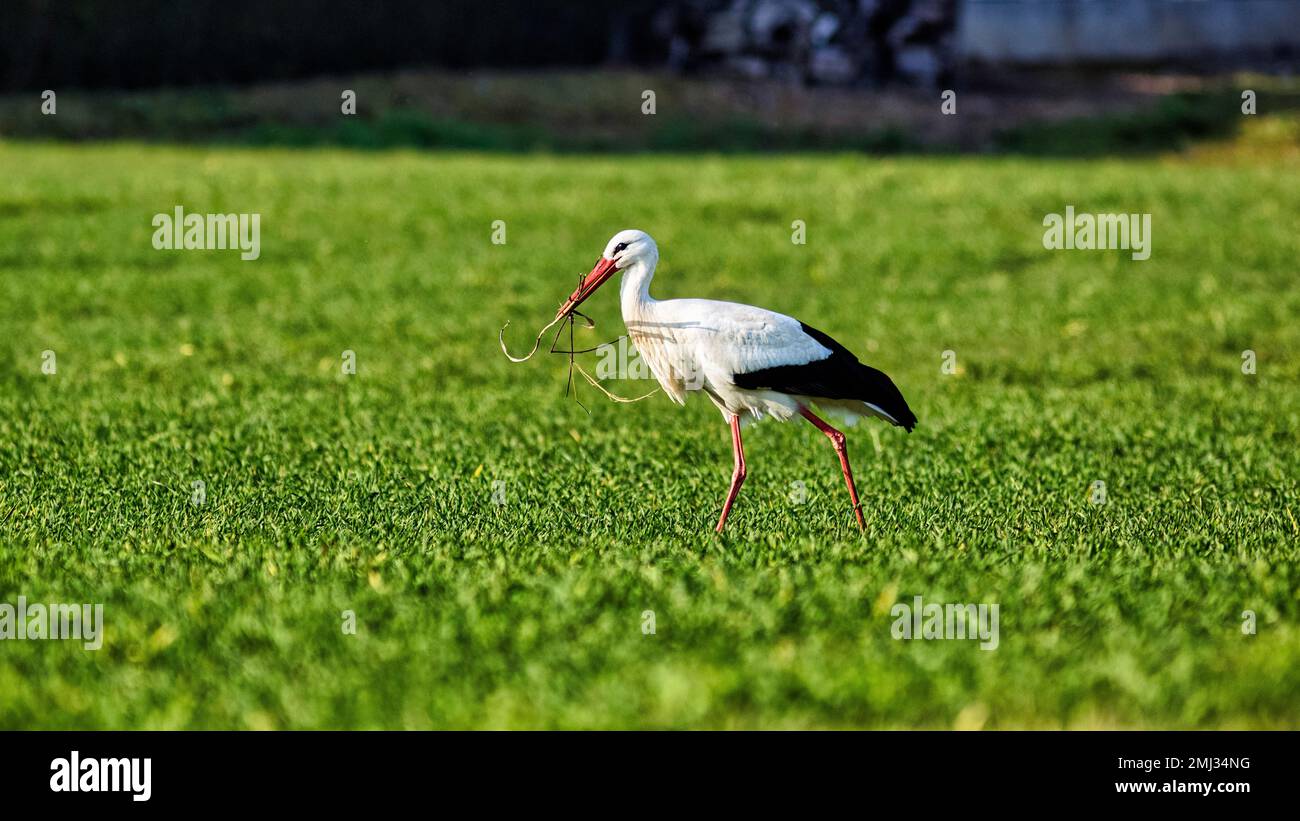 Porc blanc (Ciconia ciconia) dans un pré, avec matériel de nidification dans son bec, Stork Village Elbrinxen, Luegde, parc naturel Teutoburger Wald Banque D'Images