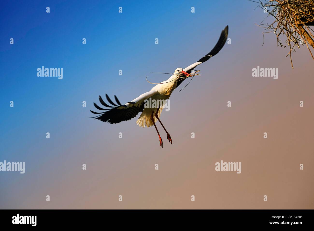 White Stork (Ciconia ciconia) volant au nid avec des matériaux de nidification dans son bec, ciel nocturne, Stork Village Elbrinxen, Luegde, parc naturel Banque D'Images