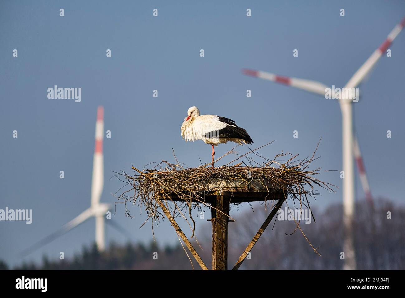 Ciconie blanche (Ciconia ciconia) en nid, debout sur une jambe, derrière elle deux éoliennes, centrale éolienne, Stork Village Elbrinxen, Luegde, nature Banque D'Images