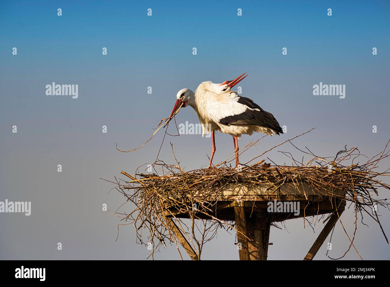 Ciconie blanche (Ciconia ciconia), paire en nid, village de cigognes d'Elbrinxen, Luegde, parc naturel de Teutoburger Wald Eggebirge, Allemagne Banque D'Images