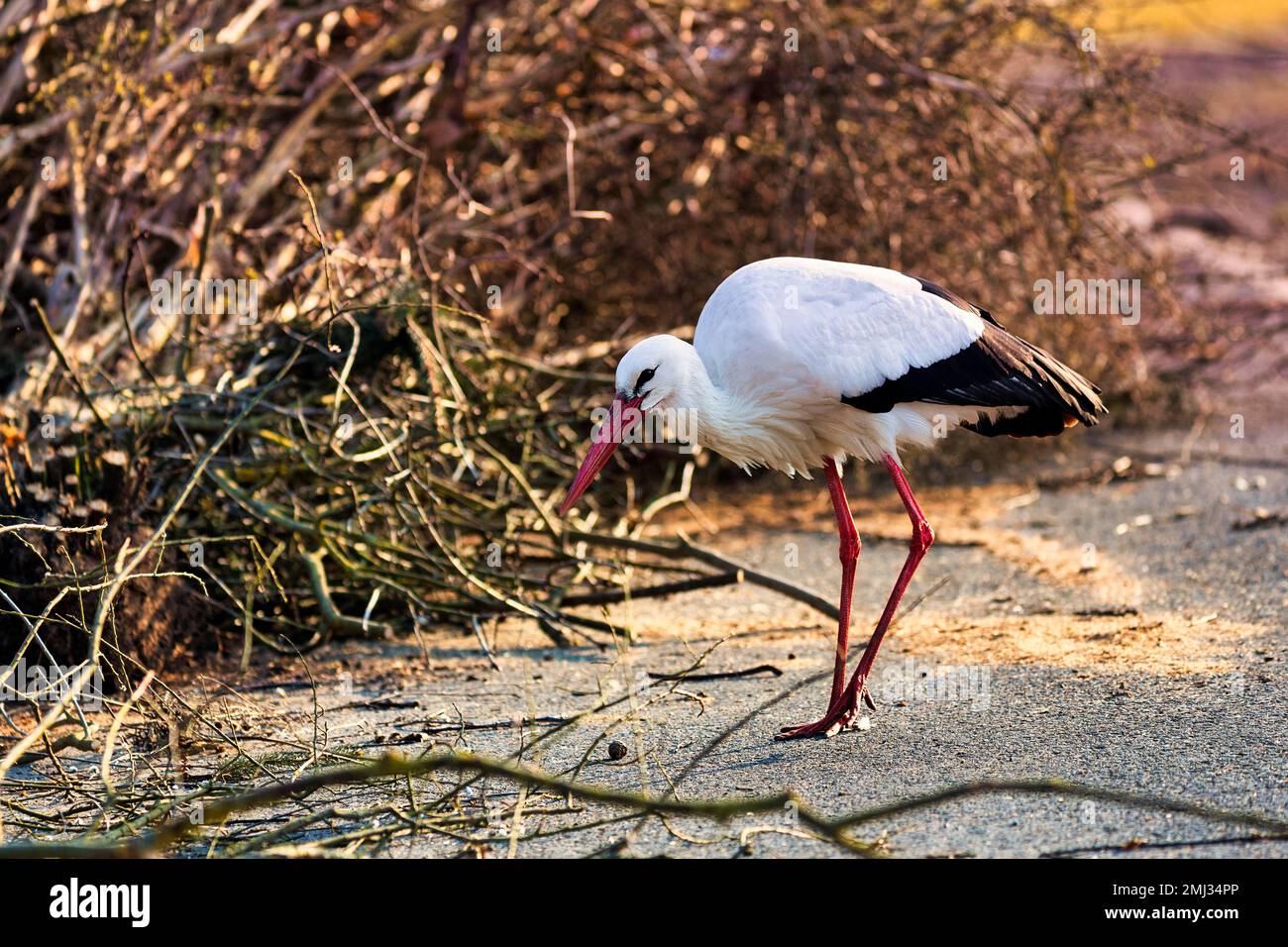 White Stork (Ciconia ciconia) recherche de matériel de nidification, Elbrinxen Stork village, Luegde, Teutoburger Wald Eggebirge parc naturel Park, Allemagne Banque D'Images