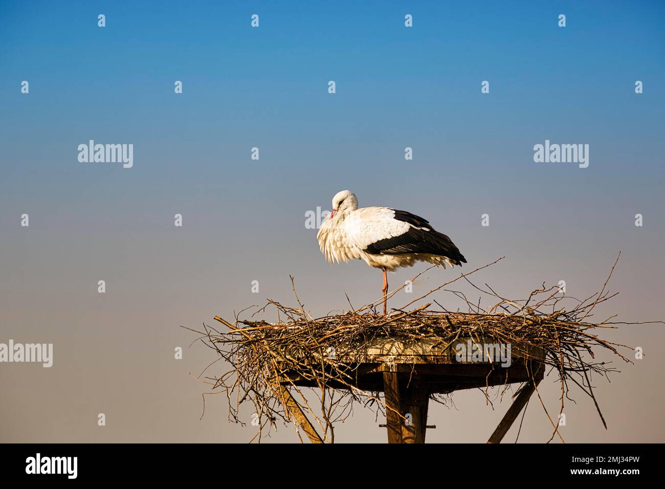 Ciconie blanche (Ciconia ciconia) en nid, debout sur une jambe, Elbrinxen Stork village, Luegde, Teutoburger Wald Eggebirge parc naturel Park, Allemagne Banque D'Images