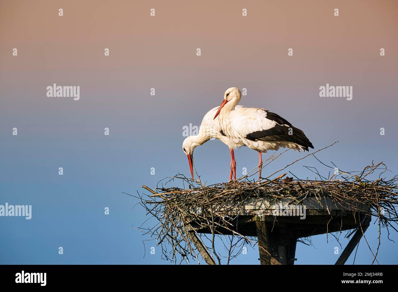 Ciconie blanche (Ciconia ciconia), paire en nid, village de cigognes d'Elbrinxen, Luegde, parc naturel de Teutoburger Wald Eggebirge, Allemagne Banque D'Images
