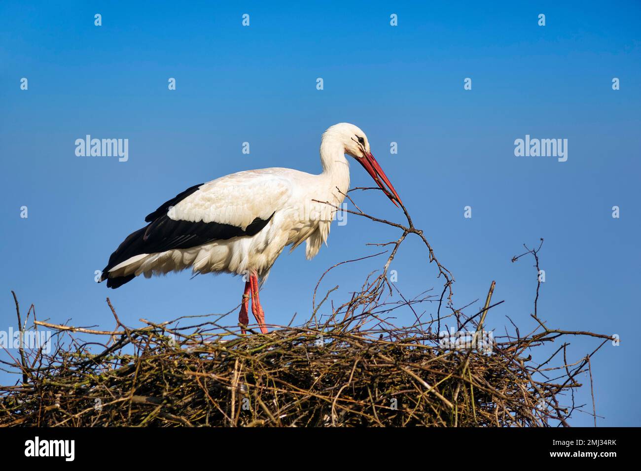 Ciconie blanche (Ciconia ciconia) en nid, matériel de nidification dans le bec, village de cigognes d'Elbrinxen, Luegde, parc naturel de Teutoburger Wald Eggebirge Banque D'Images