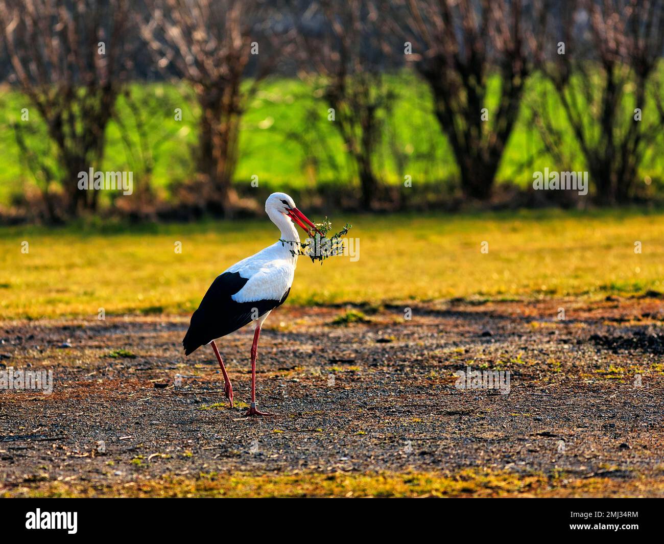 White Stork (Ciconia ciconia) avec du matériel de nidification dans son bec, Stork Village Elbrinxen, Luegde, parc naturel Teutoburger Wald Eggebirge Banque D'Images