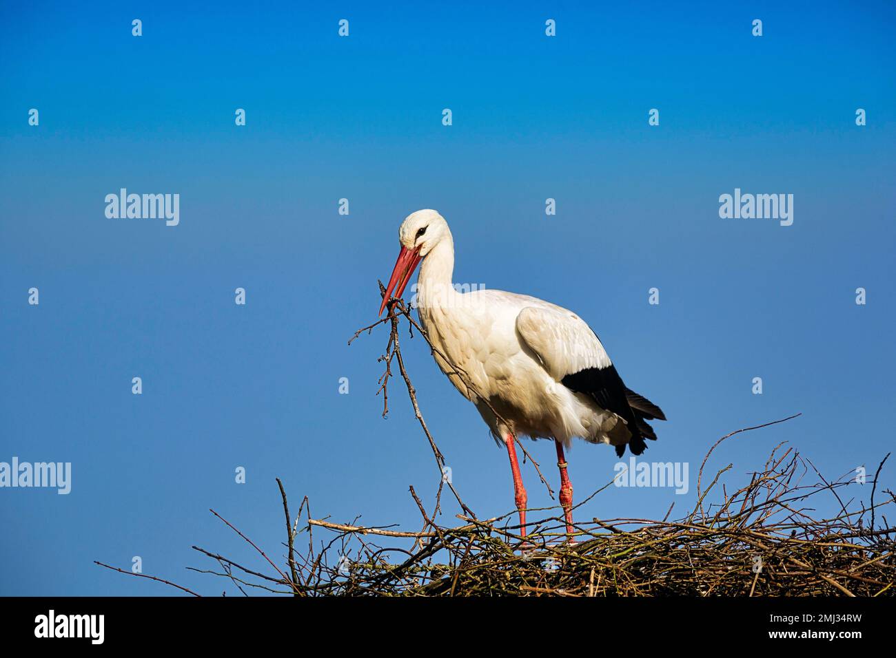 Ciconie blanche (Ciconia ciconia) en nid, matériel de nidification dans le bec, village de cigognes d'Elbrinxen, Luegde, parc naturel de Teutoburger Wald Eggebirge Banque D'Images