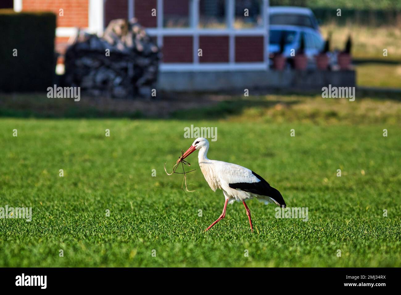 Porc blanc (Ciconia ciconia) dans un pré, avec matériel de nidification dans son bec, Stork Village Elbrinxen, Luegde, parc naturel Teutoburger Wald Banque D'Images