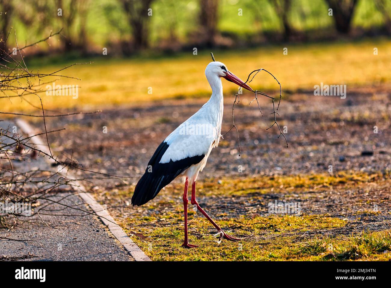 White Stork (Ciconia ciconia) avec du matériel de nidification dans son bec, Stork Village Elbrinxen, Luegde, parc naturel Teutoburger Wald Eggebirge Banque D'Images