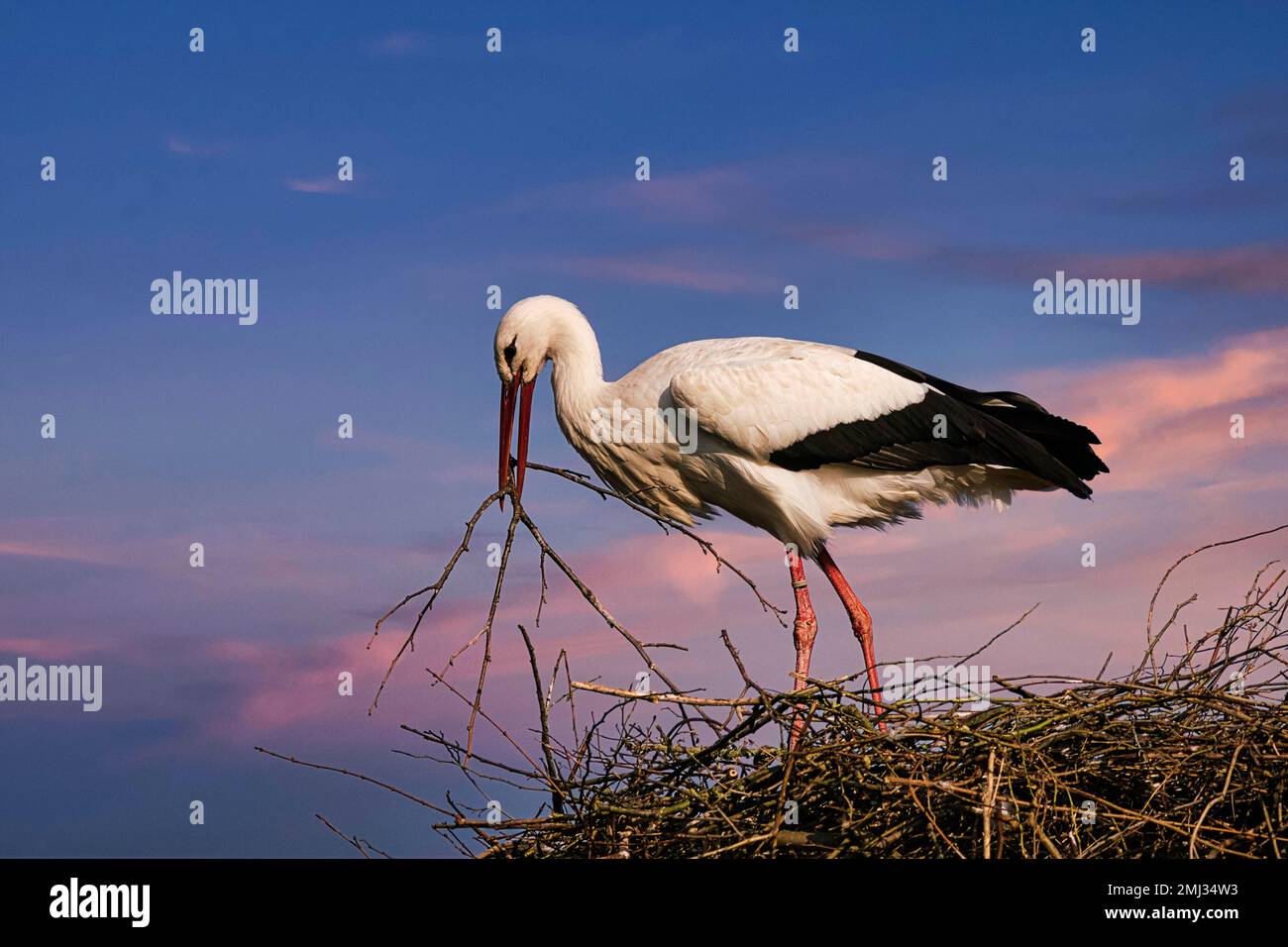 Porc blanc (Ciconia ciconia) en nid, matériel de nidification dans le bec, ciel nocturne, Stork Village Elbrinxen, Luegde, parc naturel Teutoburger Wald Banque D'Images