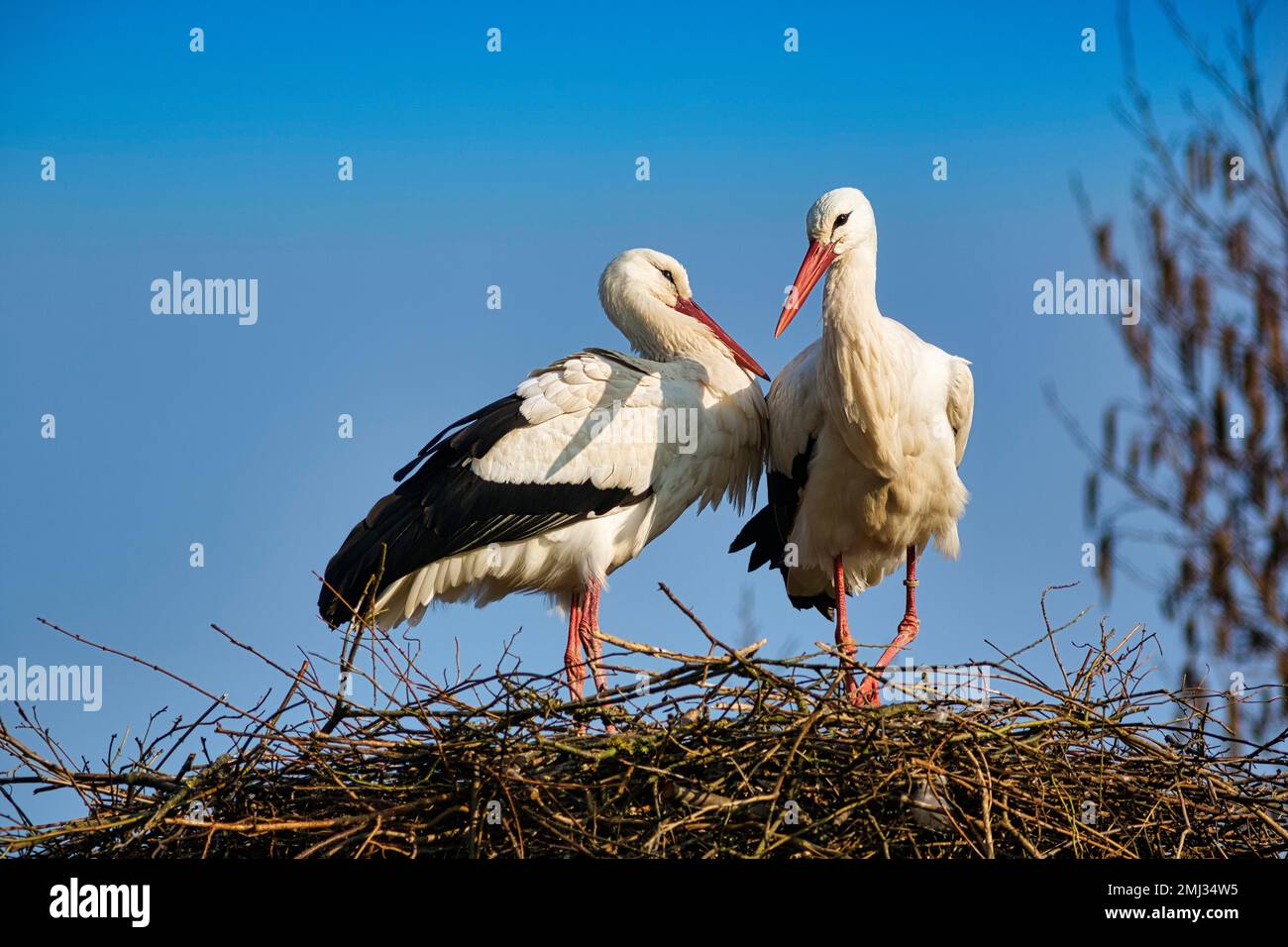 Ciconie blanche (Ciconia ciconia), paire en nid, village de cigognes d'Elbrinxen, Luegde, parc naturel de Teutoburger Wald Eggebirge, Allemagne Banque D'Images