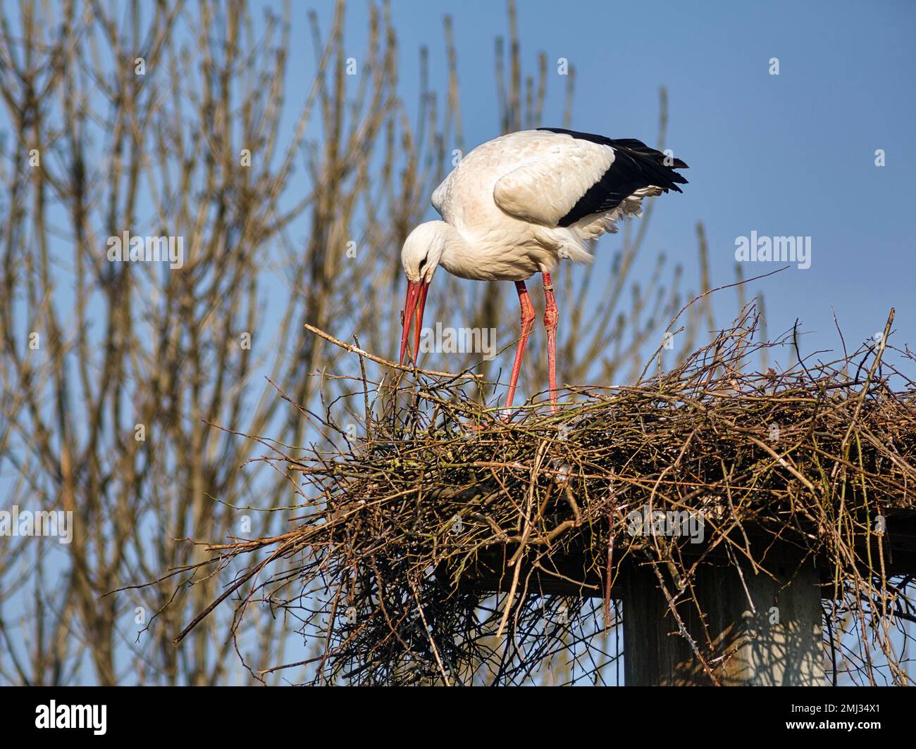 Ciconie blanche (Ciconia ciconia) en nid, matériel de nidification dans le bec, village de cigognes d'Elbrinxen, Luegde, parc naturel de Teutoburger Wald Eggebirge Banque D'Images