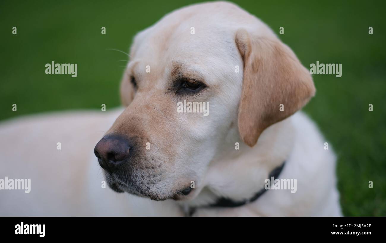 Une photo en gros plan d'un Labrador Retriever. Banque D'Images