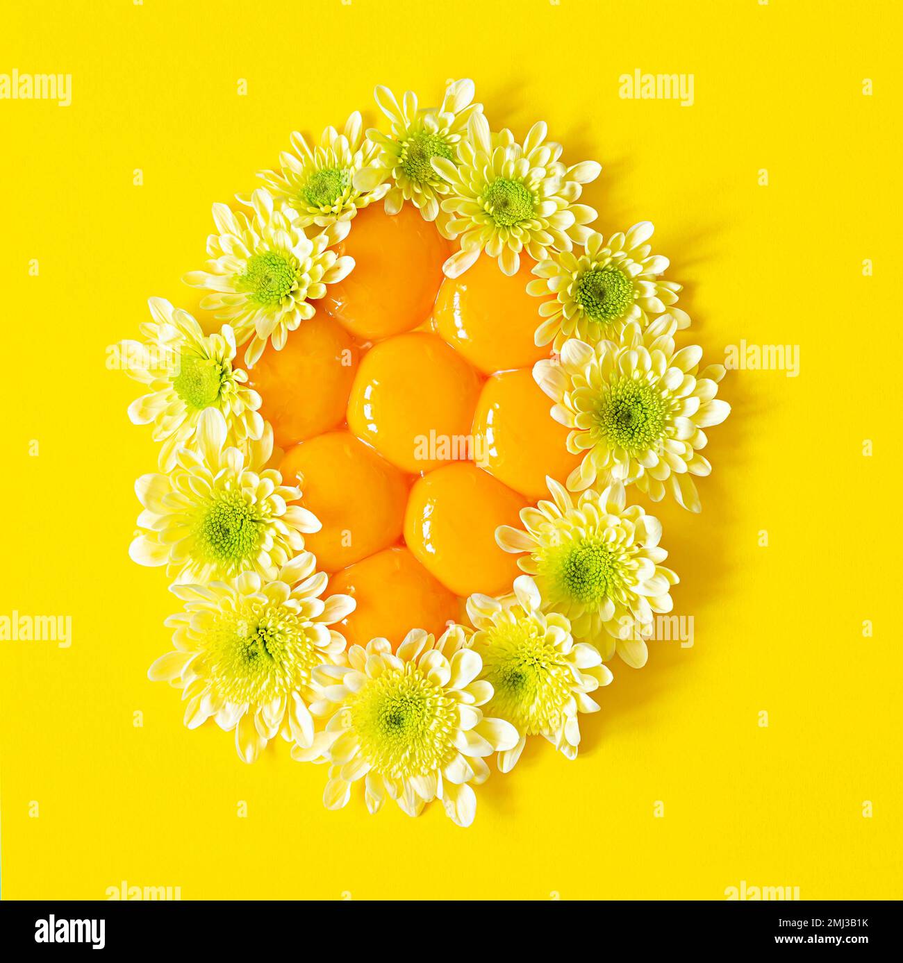 Jaunes frais crus disposés en forme d'œuf décoré de fleurs sur fond jaune. Concept de Pâques inhabituel. Aliments contenant des protéines. Banque D'Images