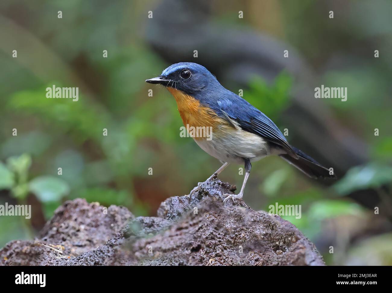 Indochinese Blue-flycatcher (Cyornis sumatrensis indochina) adulte mâle debout sur le rocher Cat Tien, Vietnam. Décembre Banque D'Images