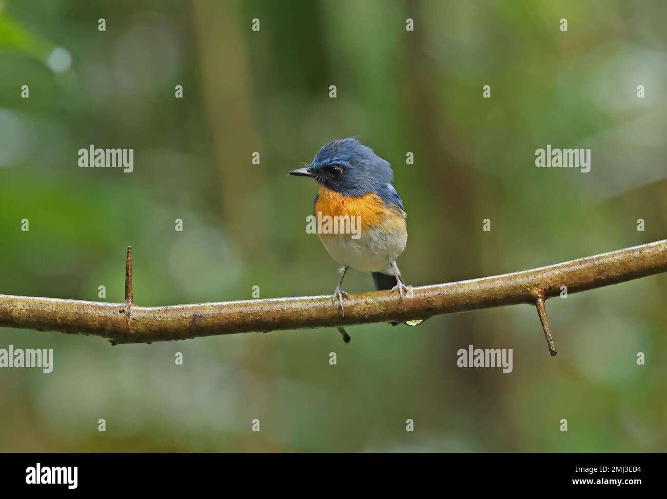 Indochinese Blue-flycatcher (Cyornis sumatrensis indochina) adulte mâle perché sur la branche de Tien de chat, Vietnam. Décembre Banque D'Images