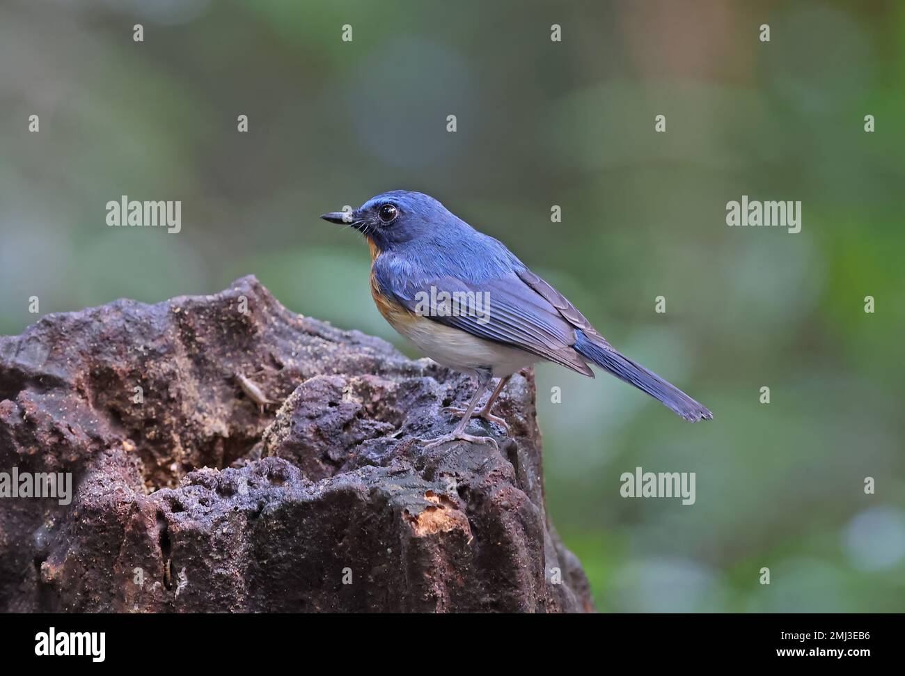 Indochinese Blue-flycatcher (Cyornis sumatrensis indochina) adulte mâle debout sur une souche d'arbre Cat Tien, Vietnam. Décembre Banque D'Images
