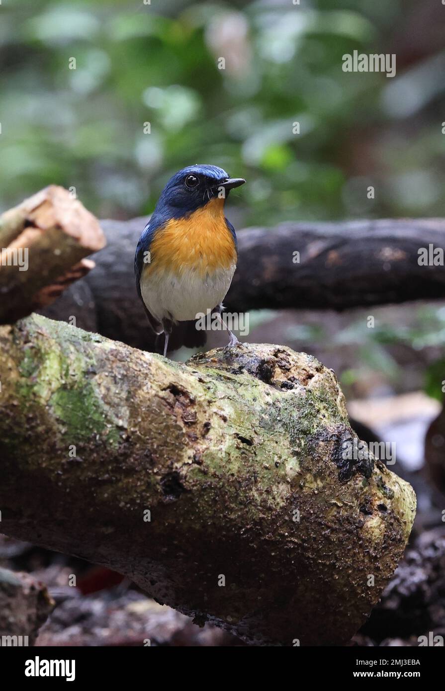 Indochinese Blue-flycatcher (Cyornis sumatrensis indochina) adulte mâle debout sur une bûche de chat Tien, Vietnam. Décembre Banque D'Images